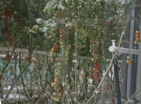 مسؤول: نعمل على زراعة الأشجار النادرة والبرية لتحقيق الاستدامة الزراعية