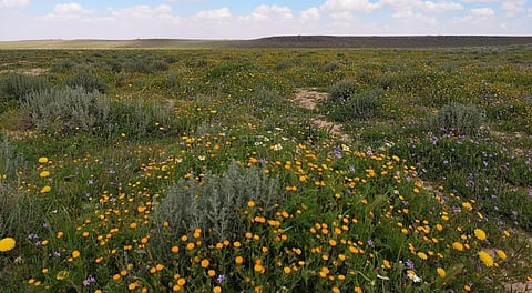 اليوم العالمي للزراعة.. محمية الملك سلمان بن عبدالعزيز الملكية تُثمر عن غرس 4 ملايين شجرة