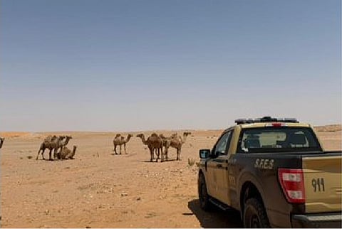 ضبط مواطن لارتكابه مخالفة رعي في محمية الملك عبدالعزيز الملكية
