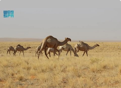 بدء المرحلة الثانية لدخول أفواج الإبل والماشية لمناطق الرعي بمحمية الإمام تركي بن عبدالله