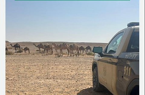 ضبط مواطن لارتكابه مخالفة رعي في محمية الملك عبدالعزيز الملكية