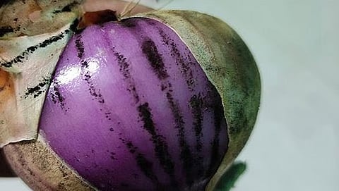 دراسة: البصل يُخفّض سكر الدم والكوليسترول