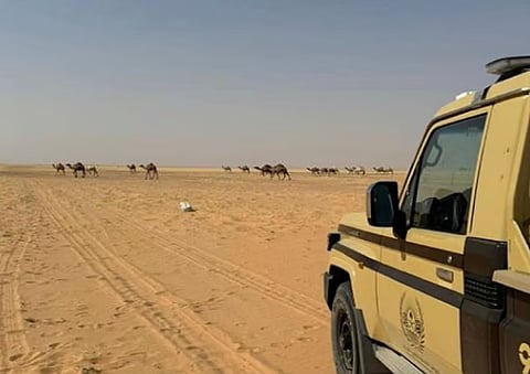 قوات «الأمن البيئي» تضبط مواطنًا لارتكابه مخالفة رعي في محمية الملك عبدالعزيز الملكية