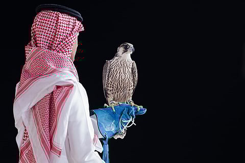 بيع شاهين فرخ في الليلة الـ19 لمزاد نادي الصقور السعودي 2025