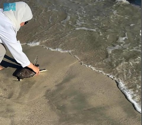 «الحياة الفطرية» يُطلق سلحفاتين بحريتين في محمية الجبيل بعد رحلة تأهيل ناجحة