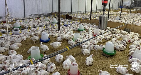 ضبط استراحة في الخرج استغلت بصورة غير نظامية لإنتاج وبيع الدواجن