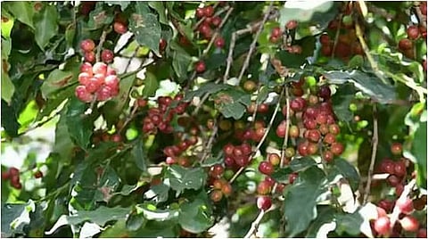 مسؤول: اعتماد إنشاء 5 مدن للبن في الباحة