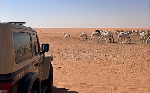 ضبط مواطن لارتكابه مخالفة رعي في محمية الملك عبدالعزيز الملكية
