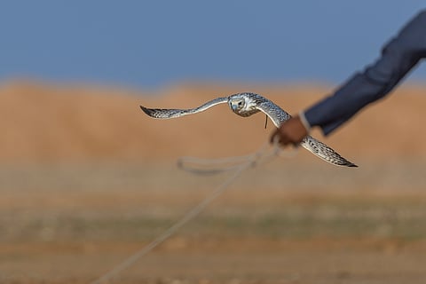 بموروث يتجدّد عبر الأجيال.. كأس نادي الصقور تواصل بناء مجتمع الصقارة في المملكة
