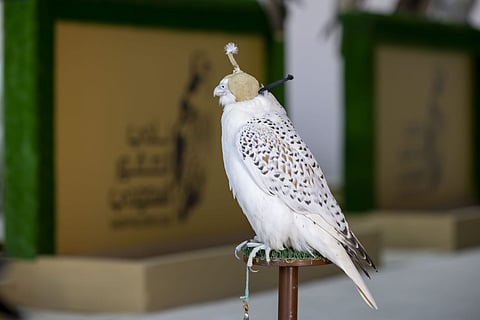 كأس نادي الصقور 2025... يُمهِّد الطريق لمشاركة الصقارين في مهرجان الملك عبدالعزيز