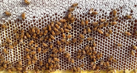 «الإرشاد الزراعي»: 10 توصيات لمربي النحل