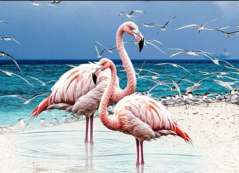 رصد أكثر من 10 آلاف طائر مائي في محمية جزر فرسان خلال التعداد الشتوي 2025