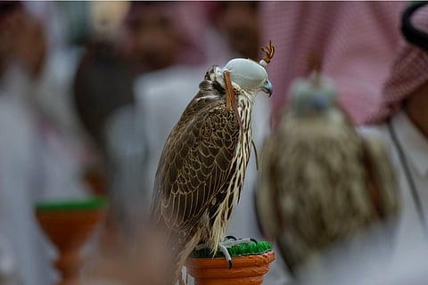 لأول مرة.. شوطان للصقور المنغولية في مهرجان الملك عبدالعزيز للصقور بجوائز 887 ألف ريال