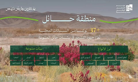 برنامج التشجير: الطلح والقيصوم والعوسج والسوسن البري أكثر النباتات المحلية انتشارًا بحائل