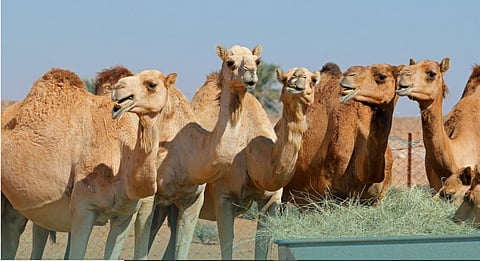 النيابة العامة: يُحظر إهمال الحيوانات أو تركها خارج الأماكن المخصصة