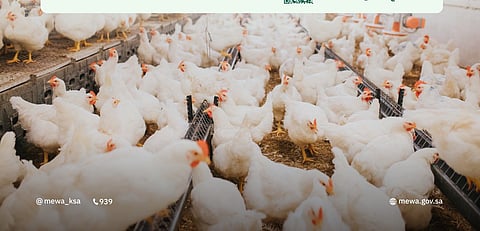 «البيئة» تُطلق خدمة «إذن تأجير مشروع حيواني».. خطوات وشروط التقديم