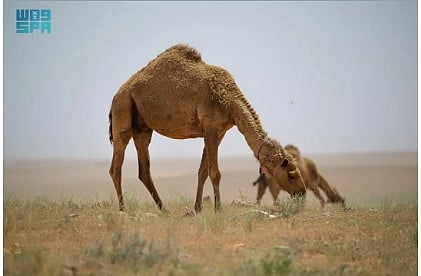 هيئة تطوير محمية الإمام تركي بن عبدالله تحدد موعد انتهاء برنامج الرعي الموسمي