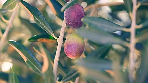 الإرشاد الزراعي: 3 فوائد لتسميد أشجار الزيتون