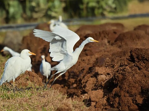 مزارع نجران تستقبل طائر «بلشون الماشية» ضمن مسار رحلته الشتوية