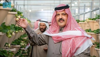 أمير حائل يدشّن أول إنتاج للفراولة البيضاء في المملكة