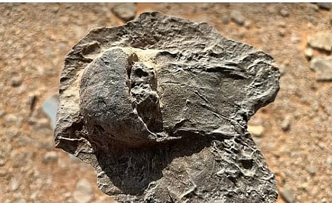 متحدث «ملكية العلا»: اكتشاف أحافير نادرة في المحافظة يعكس عمق التاريخ الطبيعي للمنطقة