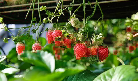 مسؤول: الذكاء الاصطناعي عامل مساعد لتطوير تقنيات الزراعة الحديثة