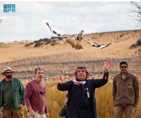 محمية الأمير محمد بن سلمان الملكية تُعيد توطين طائر الحبارى الآسيوي