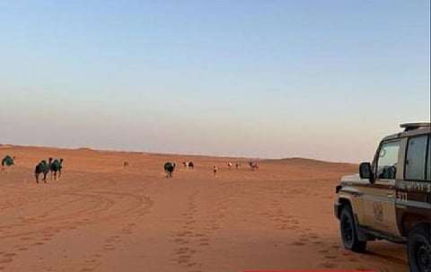 ضبط مواطن لارتكابه مخالفة رعي في محمية الإمام عبدالعزيز بن محمد الملكية