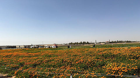 محمية الناصرية.. وجهة بيئية وسياحية تعكس جمال الطبيعة في رياض الخبراء