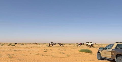 ضبط مواطن لارتكابه مخالفة رعي في محمية الإمام عبدالعزيز بن محمد الملكية