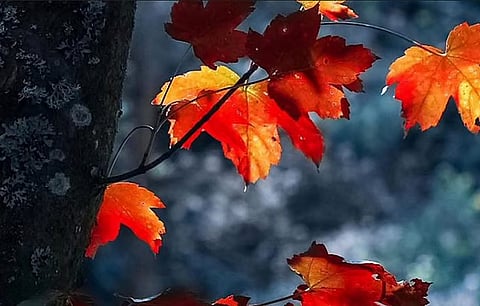 «فلكية جدة»: شهر أبريل لوحة فنية لملامح الربيع في النصف الشمالي من الكرة الأرضية