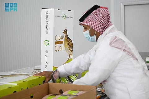 بإنتاج يتجاوز 2.5 مليون طائر شهريًا.. تبوك تواصل ريادتها في قطاع "السمان"