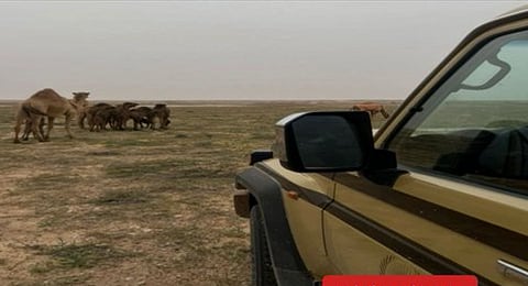 «الأمن البيئي» تضبط مواطنًا لارتكابه مخالفة رعي في محمية الملك عبدالعزيز الملكية