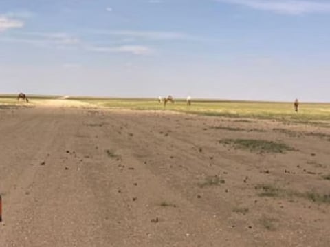 محمية الملك سلمان بن عبدالعزيز تعلن انتهاء مهلة إخراج المواشي السائبة في "عرنان"