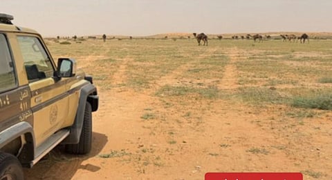 ضبط مواطن لارتكابه مخالفة رعي في محمية الملك عبدالعزيز الملكية