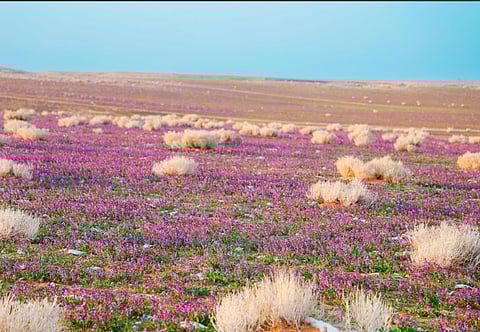 «الغطاء النباتي» يوقع عقودًا استثمارية لتطوير 3 متنزهات وطنية بمساحة تتجاوز 21 مليون متر مربع