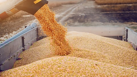 بكمية 985,000 طن.. «الأمن الغذائي» ترسي الدفعة الثالثة من القمح المستورد هذا العام