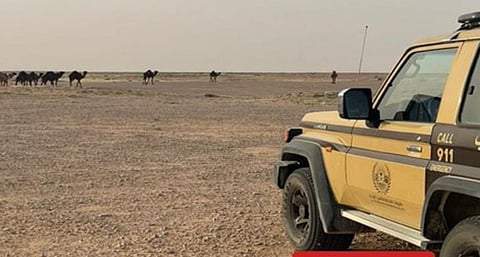 ضبط مواطن لارتكابه مخالفة رعي في محمية الإمام عبدالعزيز بن محمد الملكية