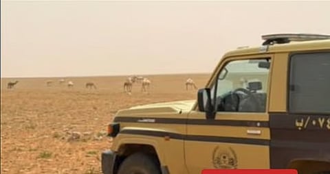 «الأمن البيئي» تضبط مواطنًا لارتكابه مخالفة رعي في محمية الإمام تركي بن عبدالله الملكية
