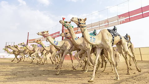 هجن السعودية تحتكر المنافسة على جائزة «سيف ولي العهد»