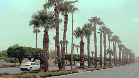 إيقاف زراعة النخيل في الحدائق العامة والطرق والمشاريع الجديدة.. و«البلديات» تكشف البدائل