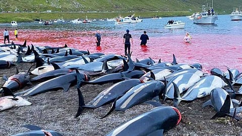 أمواج من الدم.. مجزرة سنوية في جزيرة فارو تثير انتقادات واسعة