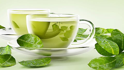 بالفيديو.. إخصائي يكشف عن عدد الأكواب اللازمة من الشاي الأخضر لزيادة فعالية حرق الدهون