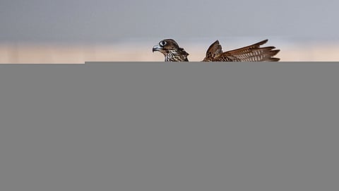 نادي الصقور: السماح بصيد الحباري خلال هذه الفترة