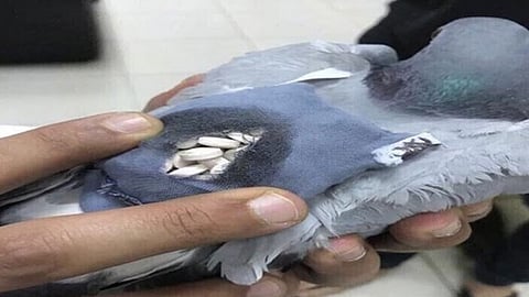 تقرير يكشف عن أساليب ميليشيات حزب الله الحديثة لتهريب المخدرات.. «تطبير» الحمام للكويت