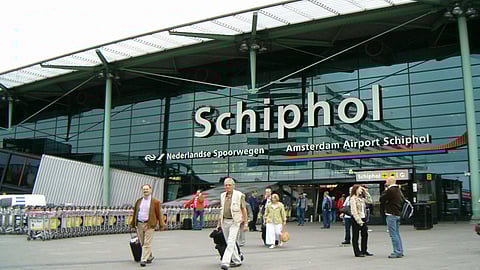 هولندا: مطار شيفول يختبر الخنازير «كفزاعات» لإبعاد الطيور عن الممرات