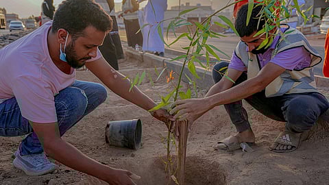 أمانة المدينة: استكمال زراعة 300 شجرة ضمن مخطط المليون بنهاية 2022