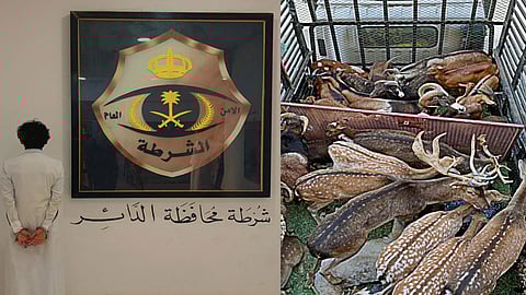 ضبط مقيم بجازان بحوزته وعول وغزلان مهربة من خارج المملكة