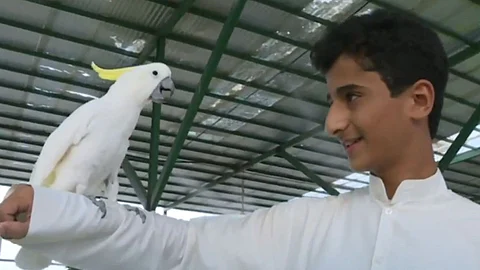 بالفيديو.. مشروع سياحي مميز.. شاب في الجوف يحتضن مختلف أنواع الطيور
