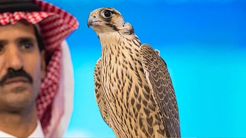 صفقة رابحة أثمرت عن زواج نجله.. قصة صقار اصطاد طيرًا من سماء طريف ليصبح «الصقر الأغلى»